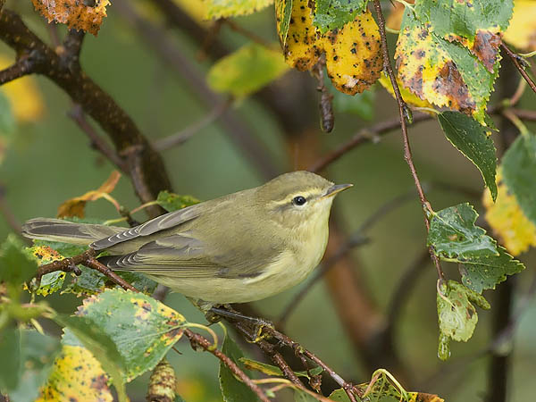 Pajulintu, Willow Warbler, Phylloscopus trochilus